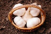 少しづつ冬に近づいてきましたが皆様お元気でお過ごしでしょうか。鍋が恋しくなるこの時期になるとスーパーのニンニクの需要が高まってきます。