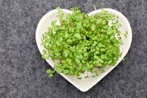 サラダに入れたり、薬味としてそえたりすると、ピリッとした辛みを味わうことのできるかいわれ大根の育て方を解説していきます。