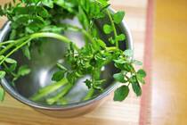 肉料理の添え野菜や、サラダに使う野菜として人気のある「クレソン」。美味しいけれど、スーパーで買うと少し高いですよね。実はクレソンは、家庭でも簡単に栽培ができるのをご存知でしょうか。特に水とクレソンだけでできる「水耕栽培」は、初心者におすすめ。土を耕したりして手が汚れる心配がありません。