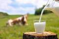 もう牛乳を余らせない！大量消費レシピで牛乳を救済しよう！
