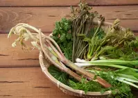 山菜は実は難しくない！フキ、ウド、コゴミ、ウルイで作る香り高い感動レシピ12選