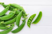 肉厚でシャキシャキした食感が味わえるスナップエンドウの美味しい茹で方をはじめ、マヨネーズを使った簡単なサラダや甘味が味わえるゴマ和え、食べ応えがある炒め物などアレンジ広がる人気のスナップエンドウレシピをご紹介します。