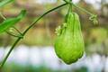 【ハヤトウリ】ってどんな野菜？　注目の栄養素からおいしい食べ方などハヤトウリの魅力大解剖♪