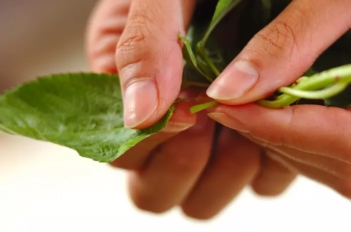 モロヘイヤスープの下準備1