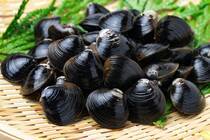 シジミを食べたときに口の中で「ジャリッ」となった経験はありませんか？食べたときに砂にあたったりするとがっかりしますよね