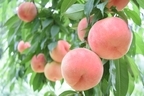 桃がおいしい季節は夏？桃の旬や産地、おすすめ品種などを徹底解説！