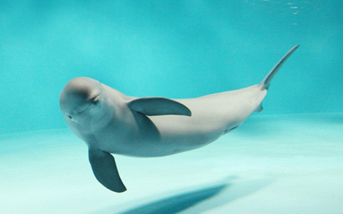 世界遺産・宮島に、水族館がグランドオープン