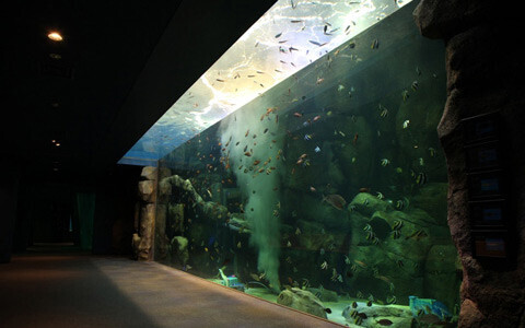 世界遺産・宮島に、水族館がグランドオープン