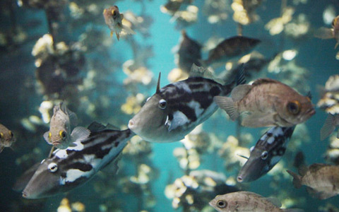 世界遺産・宮島に、水族館がグランドオープン