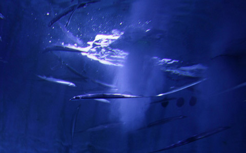 世界遺産・宮島に、水族館がグランドオープン