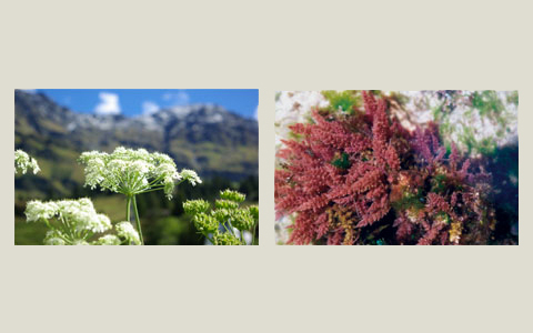 ４年ぶりのリニューアル！進化したドモホルンリンクルとは？