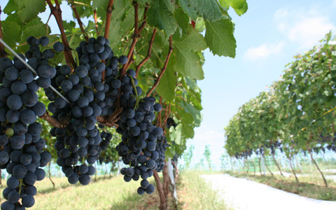 日本初、ワイン用のぶどうを使った極上スパが誕生