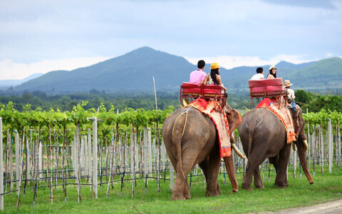 タイ王室の保養地ホアヒン、&quot;サイアムワイナリー&quot;の極上ワイン