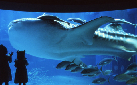 クリスマスイブの夜は、水族館を貸し切りに！　1泊100万円のクリスマスステイプラン