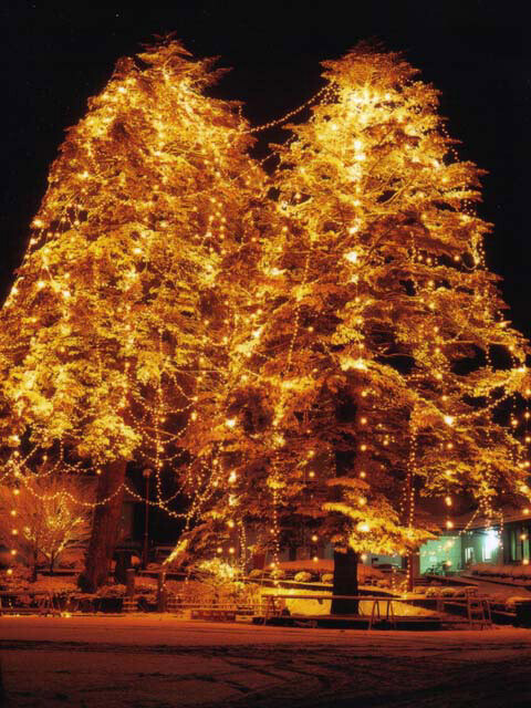 そびえ立つ、高さ26mの巨大なモミの木