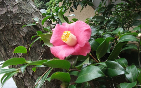 伊東温泉・アジアン「美容スパ椿姫」