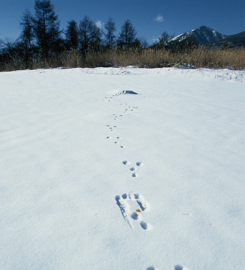 軽井沢・ピッキオ「雪の森ハイキング」