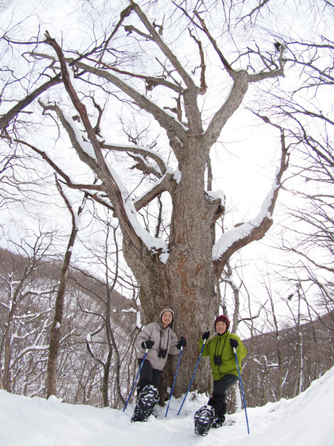 軽井沢・ピッキオ「雪の森ハイキング」