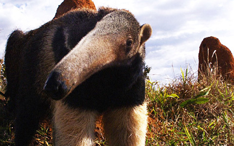 福山雅治と有働由美子アナが生物に欠かせない「オスVSメス」の本質に迫る
