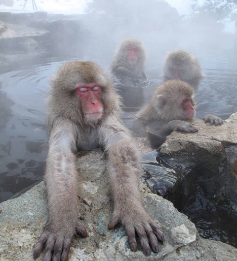 福山雅治と有働由美子アナが生物に欠かせない「オスVSメス」の本質に迫る