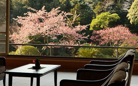 ひと足早く春を感じる、「いづみ荘」伊東温泉で早春お花見会
