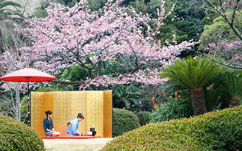 ひと足早く春を感じる、「いづみ荘」伊東温泉で早春お花見会