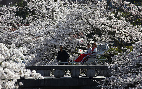 桜を愛でる旅、「星野リゾート・界」春爛漫の日本旅