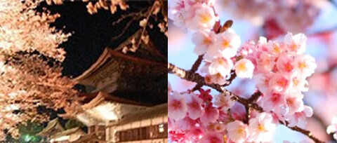 桜を愛でる旅、「星野リゾート・界」春爛漫の日本旅