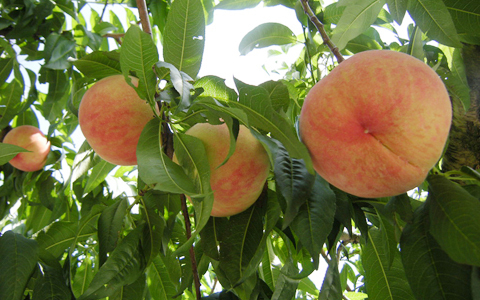 3月3日の「桃の節句」は、恋愛運アップさせる？