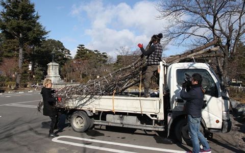 桜の木の下で東北の息吹を感じて