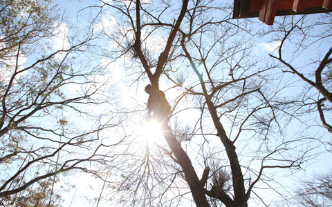 桜の木の下で東北の息吹を感じて
