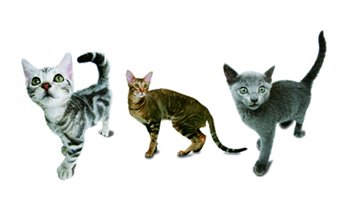 すべての猫好き必見アプリ