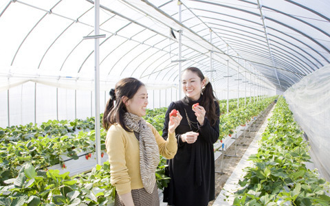 舘山寺温泉「花乃井」で楽しむ石垣いちご狩り