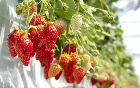 舘山寺温泉「花乃井」で楽しむ石垣いちご狩り