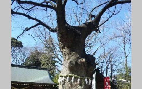 アンリ流パワースポットの巡り方「はじまりの季節、新田神社で一足先に開運」