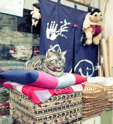 ねこ好きなら、ついニヤけ顔になってしまう、「吾輩は看板猫である」東京下町編