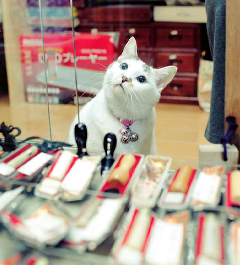 ねこ好きなら、ついニヤけ顔になってしまう、「吾輩は看板猫である」東京下町編