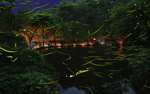 ほたるの舞を伊豆で鑑賞しよう