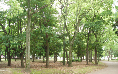 スカイツリーを見ながら下町ジョギング