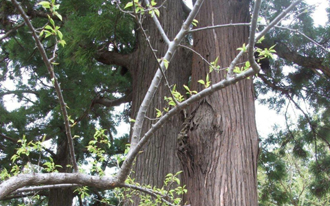 アンリ流パワースポットの巡り方「パワースポットにそびえ立つ筑波山神社」