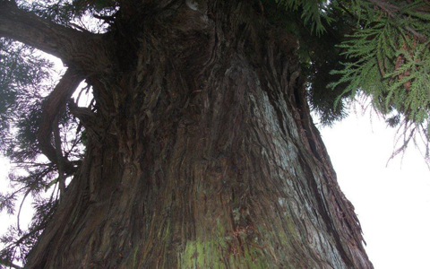 アンリ流パワースポットの巡り方「パワースポットにそびえ立つ筑波山神社」