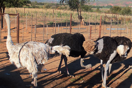 「地球の贈り物に出会う」南アフリカの旅（1）ココロときめく、「リトル・カルー」へようこそ！