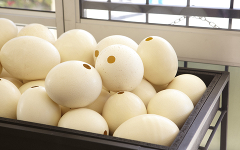 「地球の贈り物に出会う」南アフリカの旅（2） “世界一"　モードなトリに会いに行く！