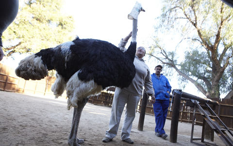 「地球の贈り物に出会う」南アフリカの旅（2） “世界一"　モードなトリに会いに行く！