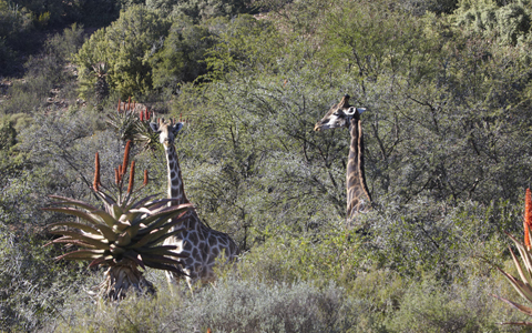 「地球の贈り物に出会う」南アフリカの旅（3） 動物たちとグッドモーニング！