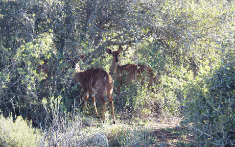 「地球の贈り物に出会う」南アフリカの旅（3） 動物たちとグッドモーニング！