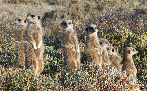 「地球の贈り物に出会う」南アフリカの旅（3） 動物たちとグッドモーニング！