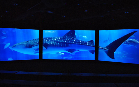 実物大ジンベエザメも！銀座に沖縄美ら海水族館が上陸