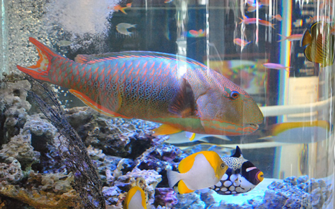 実物大ジンベエザメも！銀座に沖縄美ら海水族館が上陸