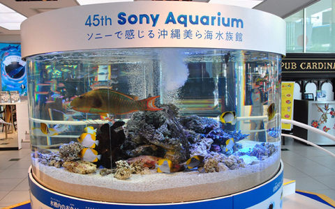 実物大ジンベエザメも！銀座に沖縄美ら海水族館が上陸